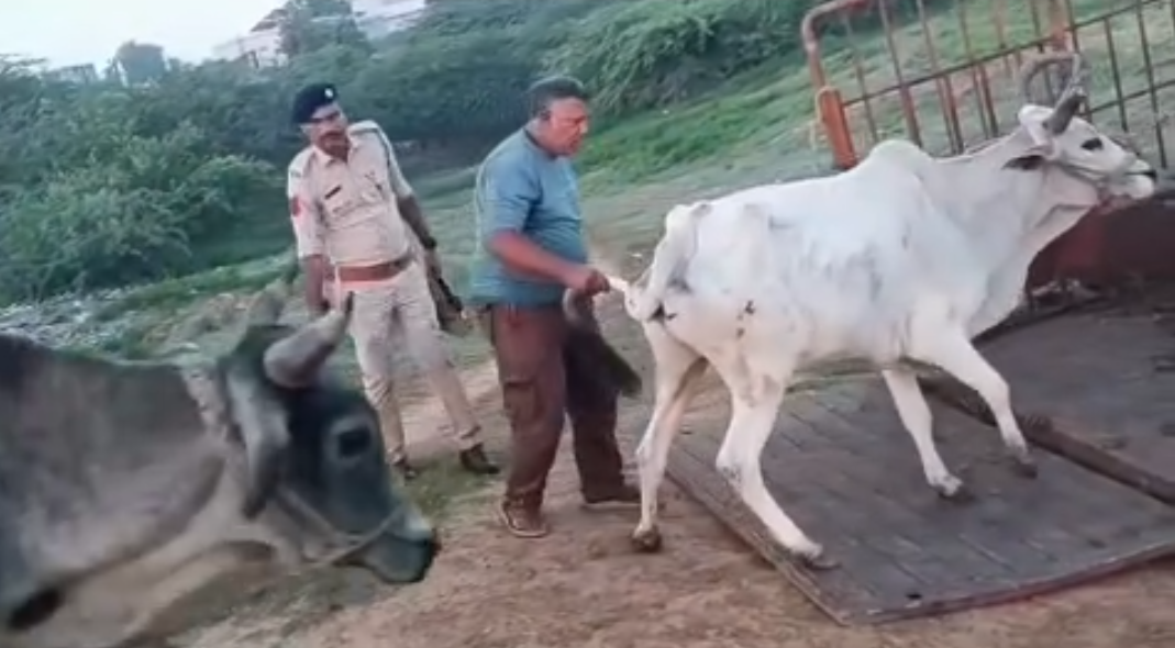 બચાવવામાં આવેલા ગૌવંશ