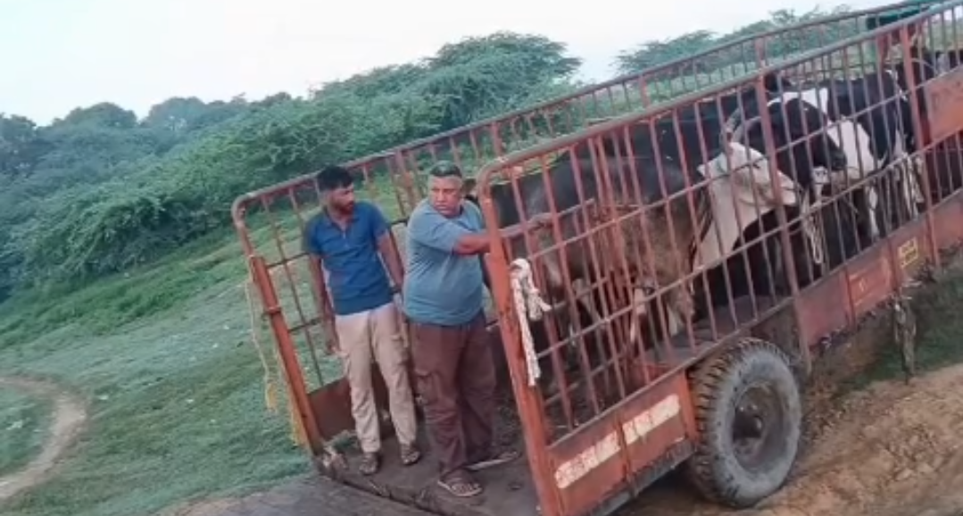 રાણાસૈયદમાં મળેલા ગૌવંશ